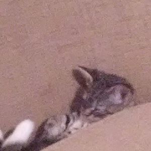 Meet your Posher, Caria